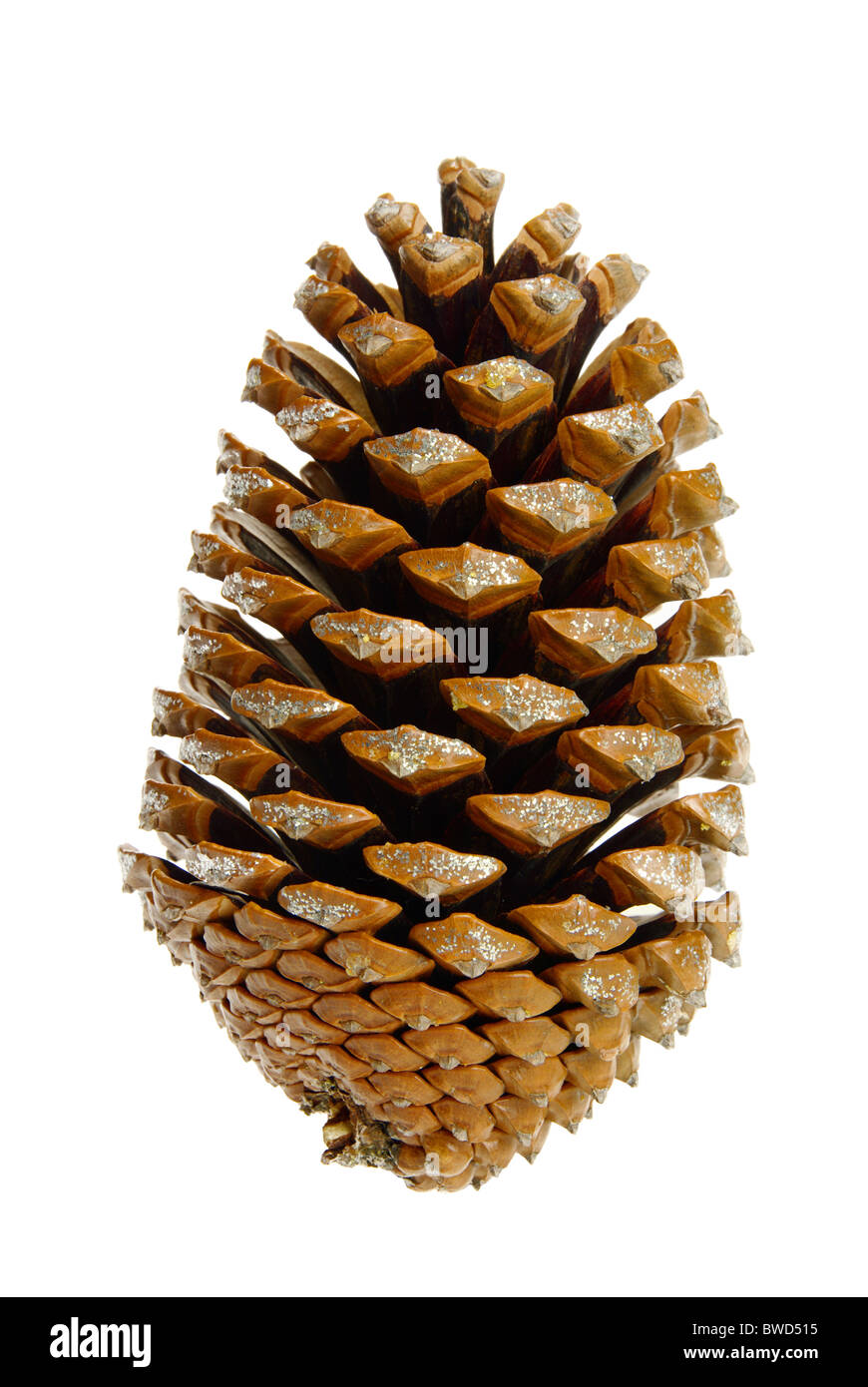 Pinienzapfen - pine cone 04 Stock Photo
