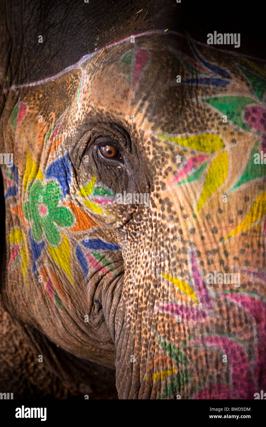Painted elephant from the Amber Fort in their small and reportedly cruel accommodation away from the tourists. Stock Photo