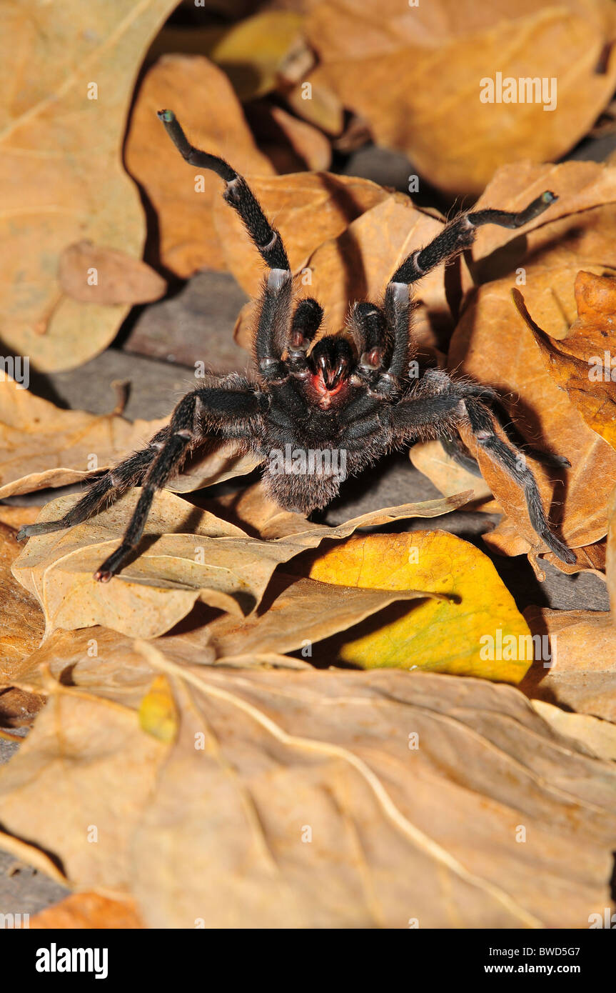 Black Tarantula Chaetopelma olivaceum is found throughout the middle east (including Cyprus) Photographed in Israel in October Stock Photo