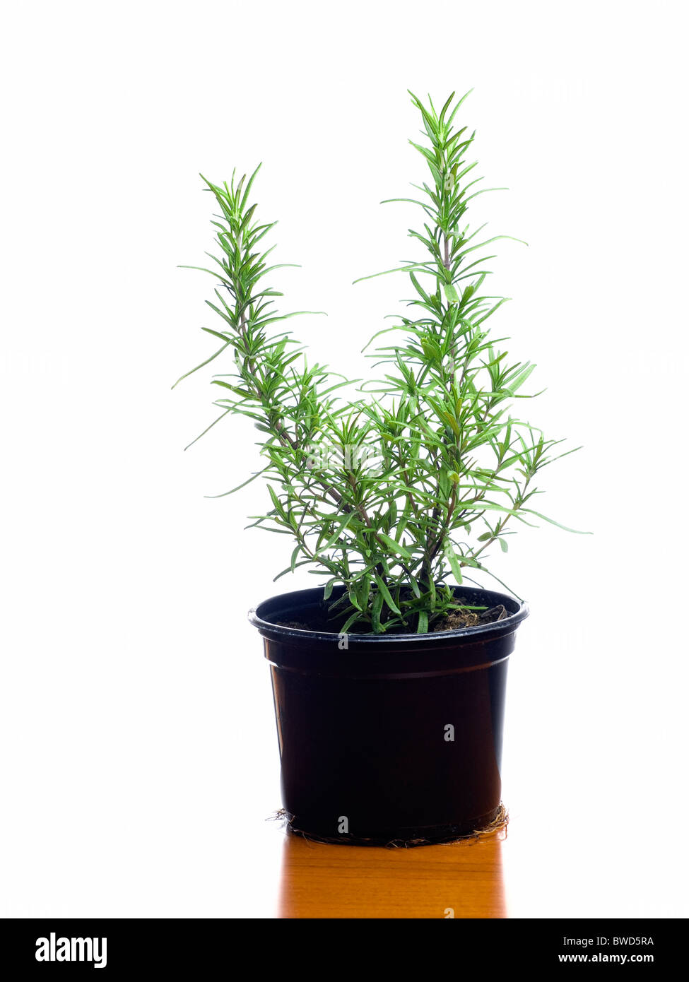 Plant rosemary in a flower pot isolated on a white background Stock ...