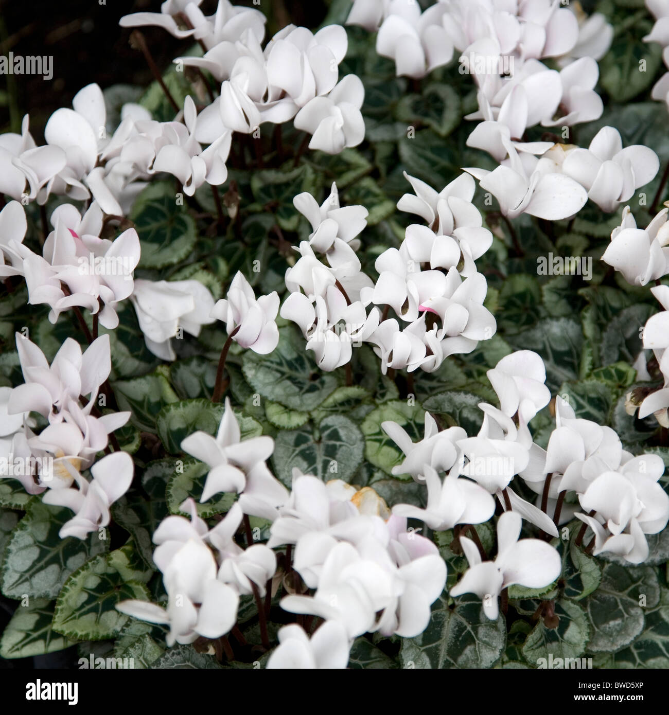 White cyclamen in Garden Stock Photo