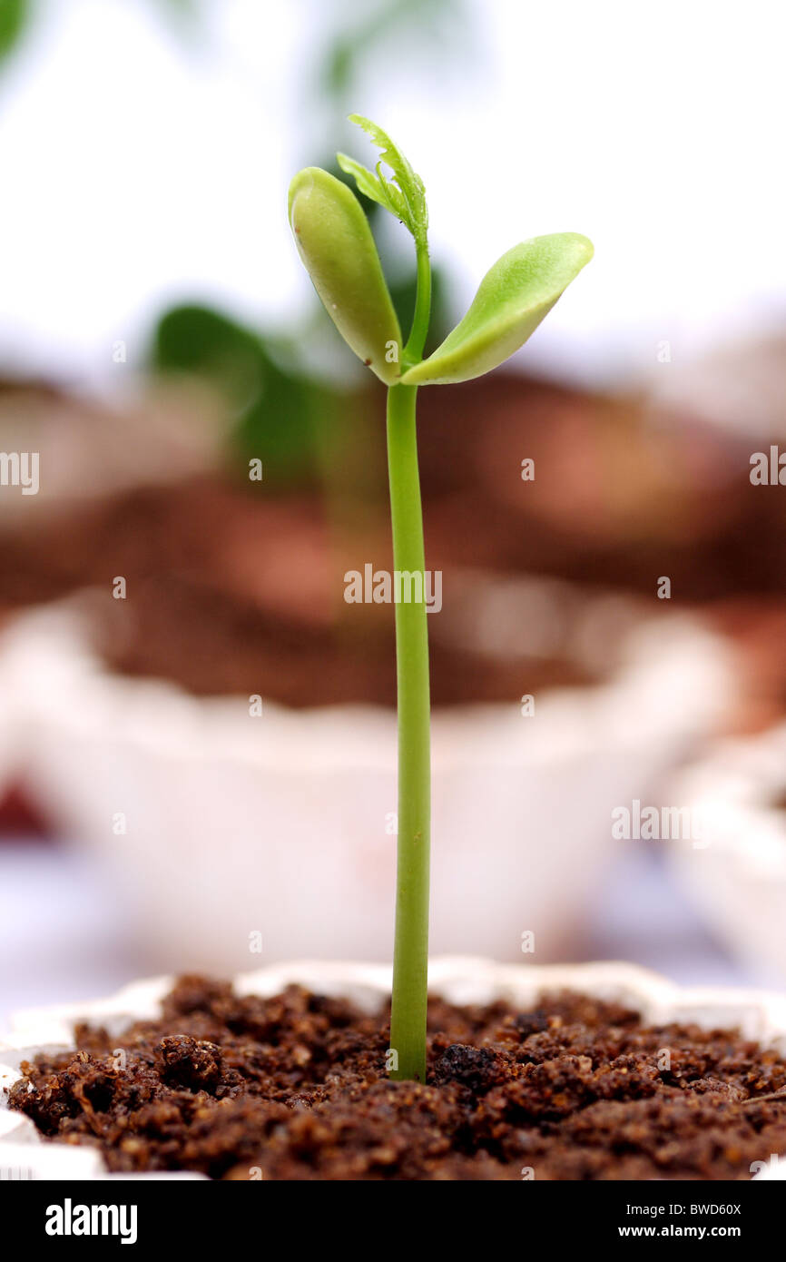 Baby plantNew life Stock Photo Alamy