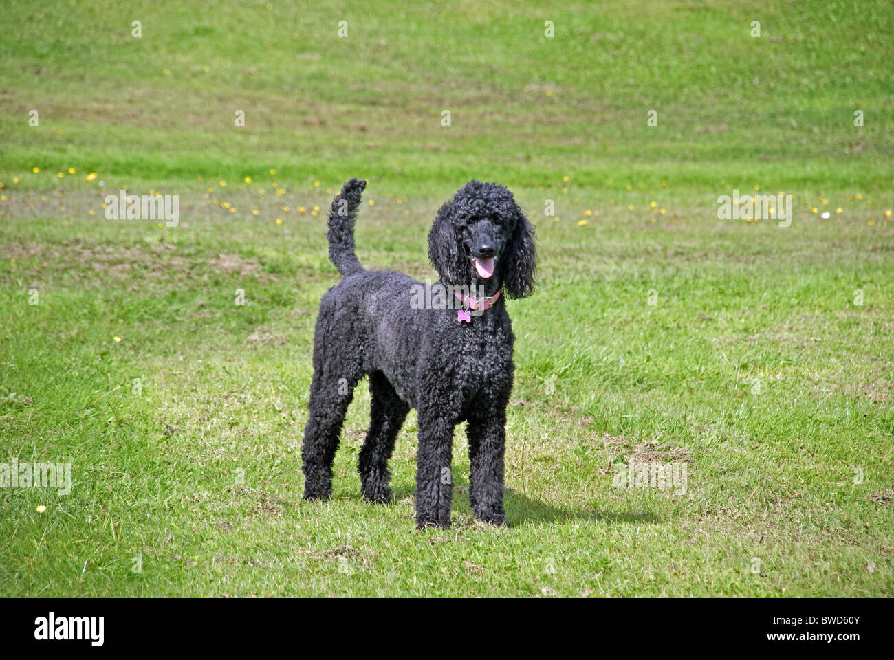 poodle tail cuts