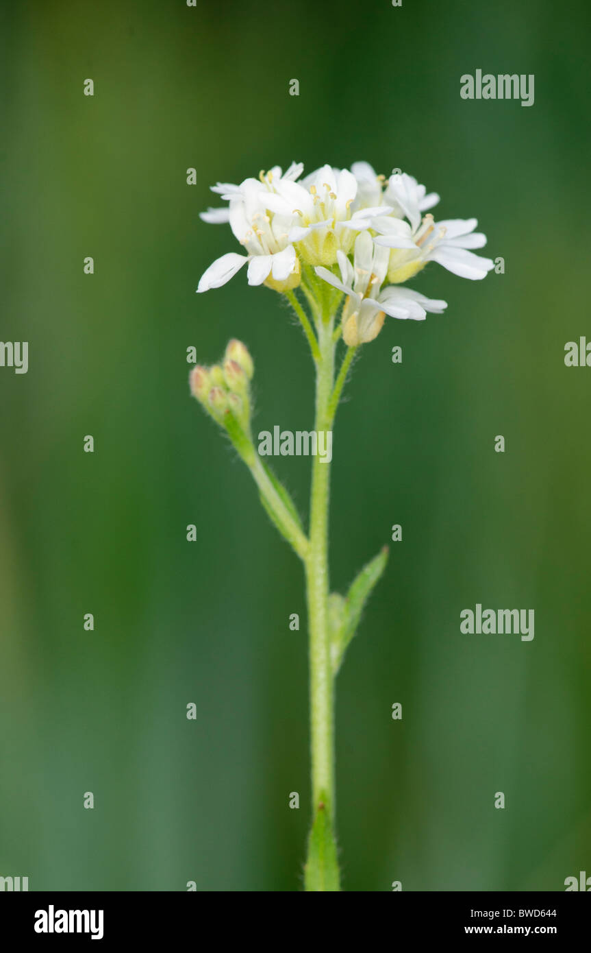 Hoary alyssum hi-res stock photography and images - Alamy