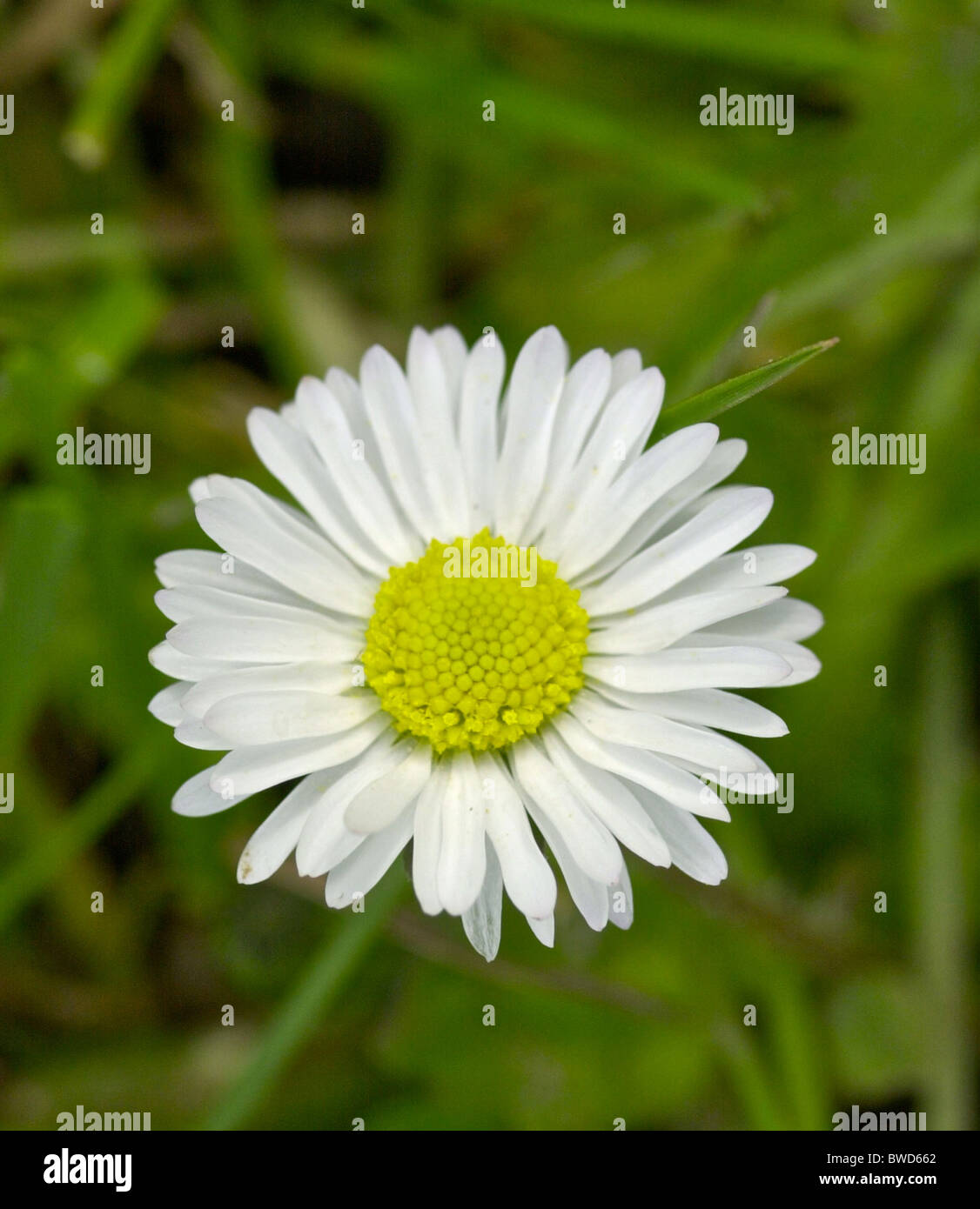 Daisy (Bellis perennis) hated by lawn fanatics - loved by children Stock Photo