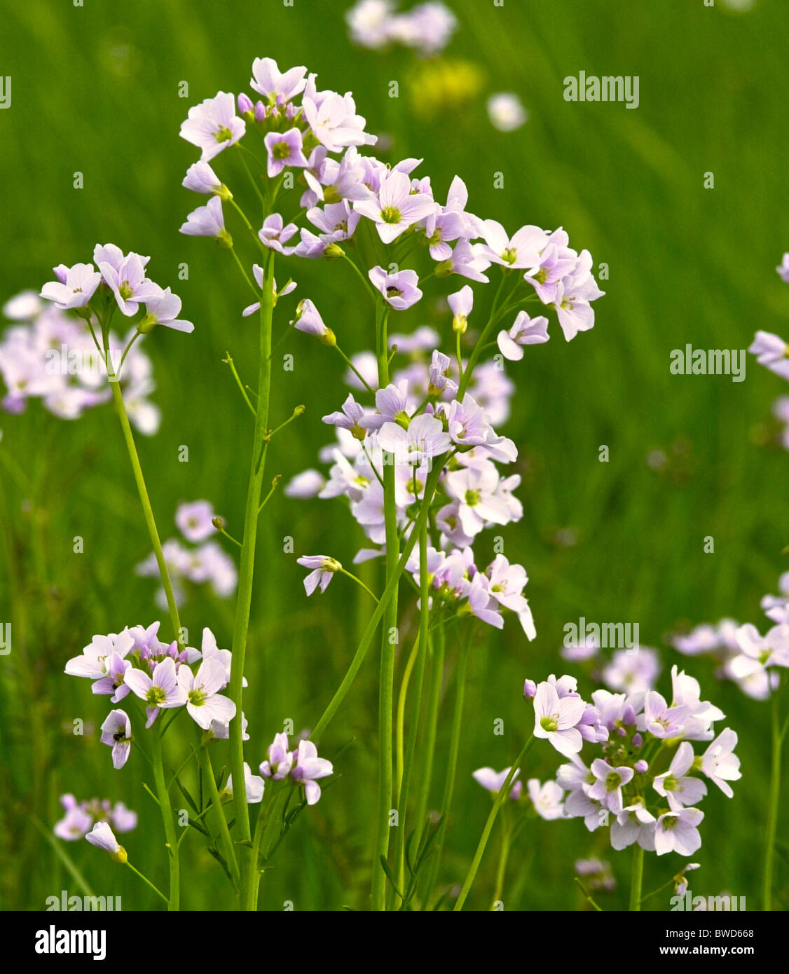 Milkmaid, Lady's Smock, CuckooFlower, are various names for Cardamine pratensis a familiar wildflower in the UK Stock Photo