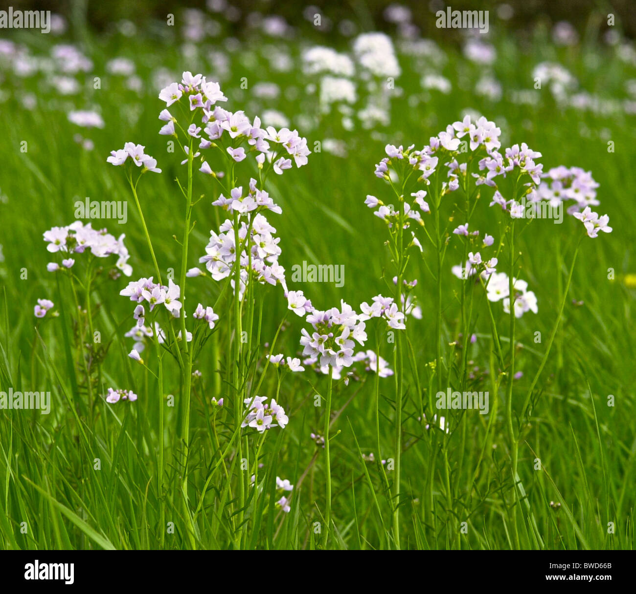 Milkmaid, Lady's Smock, CuckooFlower, are various names for Cardamine pratensis a familiar wildflower in the UK Stock Photo