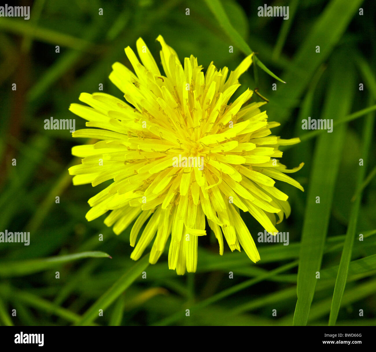 While many people think of the common dandelion (Taraxacum officinale) as a weed, herbalists consider it a valuable herb Stock Photo