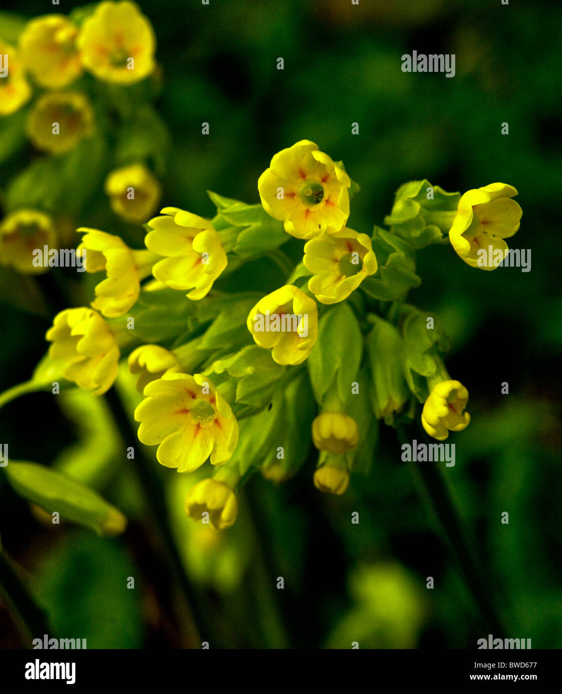 Primula veris (Cowslip; syn. Primula officinalis Hill) is a flowering plant in the genus Primula. Stock Photo