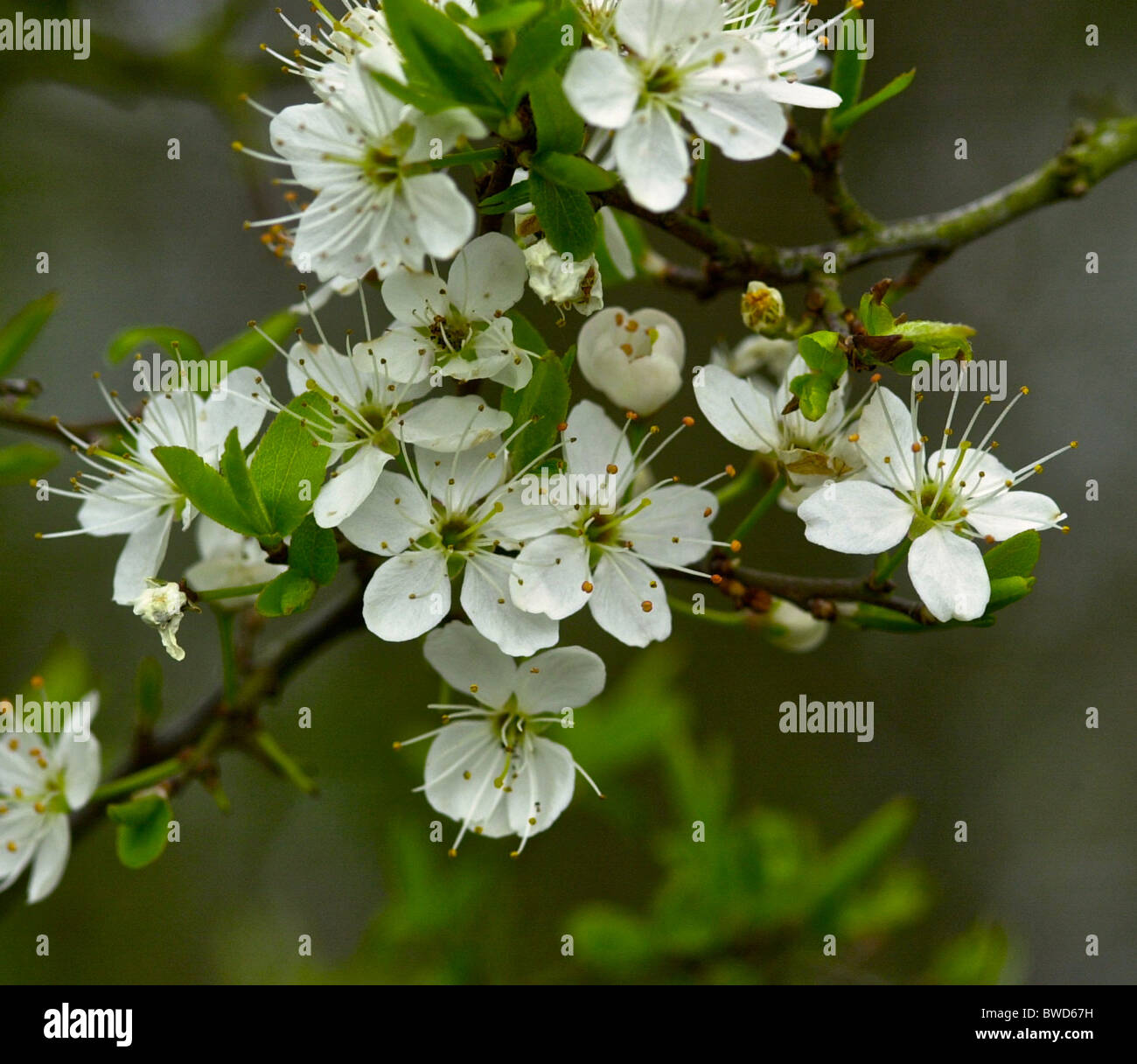 Prunus spinosa (blackthorn or sloe) is a species of Prunus native to Europe, western Asia, and locally in northwest Africa. Stock Photo