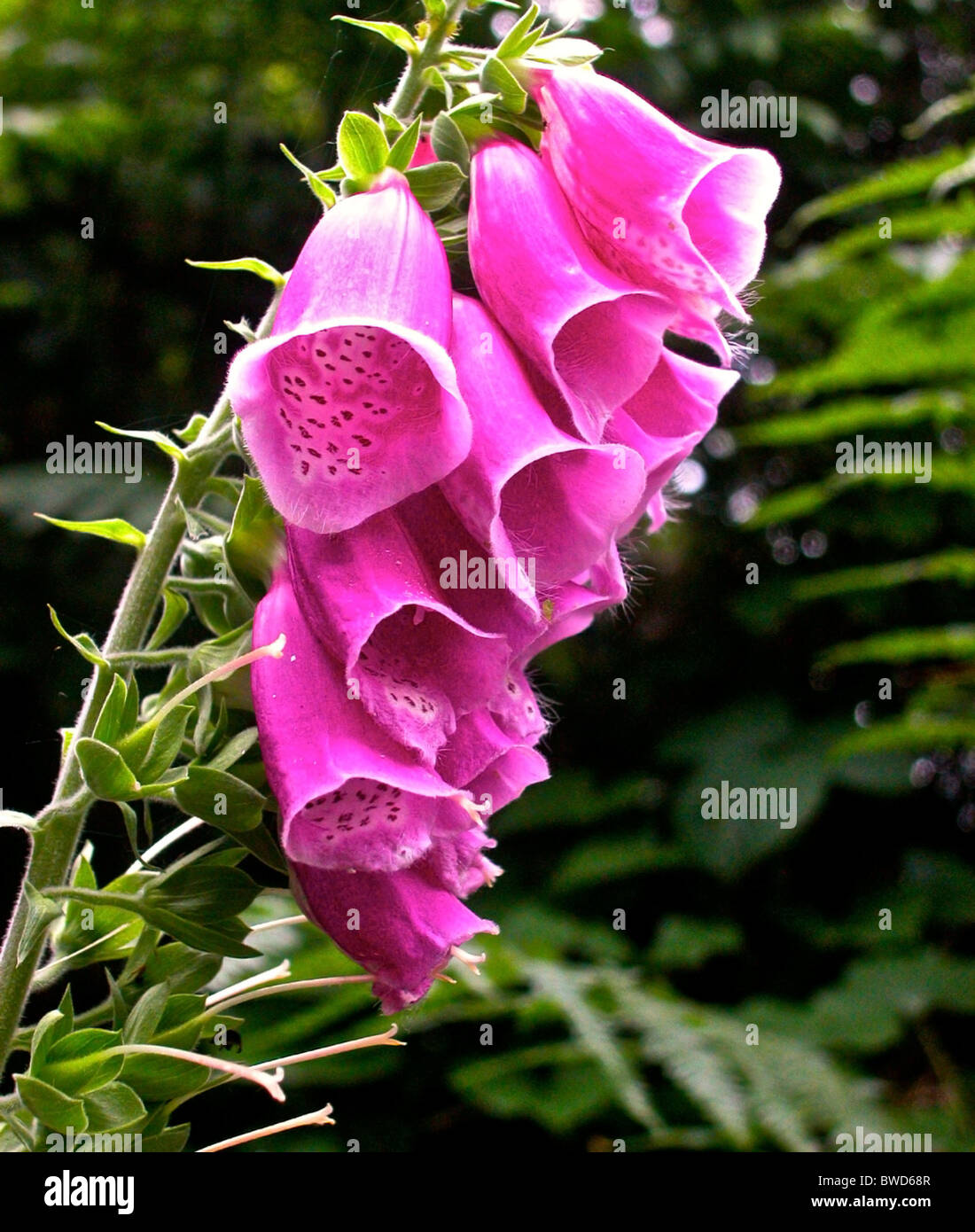 Digitalis purpurea (Common Foxglove, Purple Foxglove or Lady's Glove), is a flowering plant in the family Plantaginaceae Stock Photo