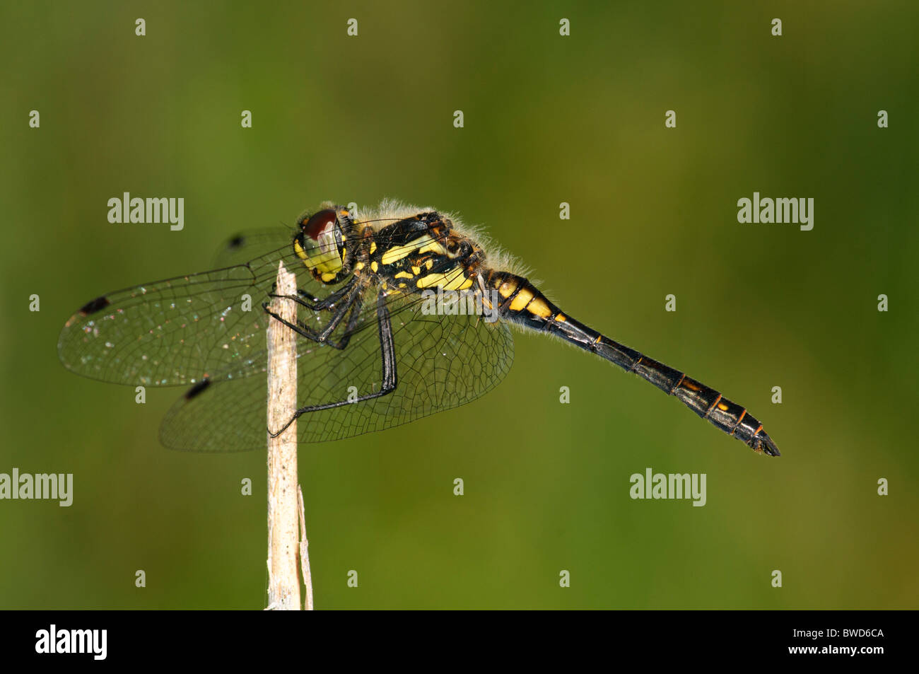 Black Darter Sympetrum danae dragonfly resting Stock Photo