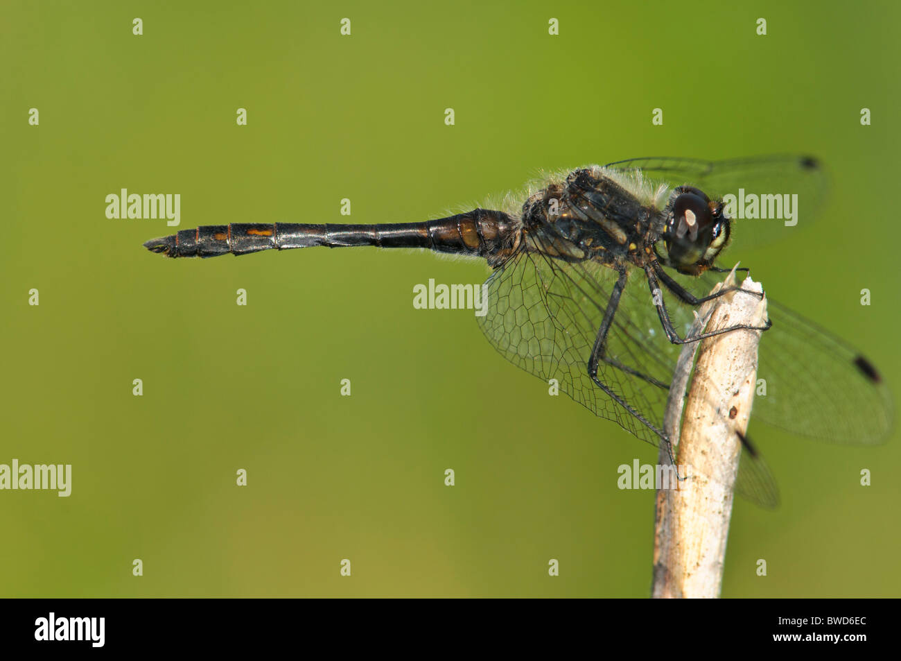 Black Darter Sympetrum danae dragonfly resting Stock Photo