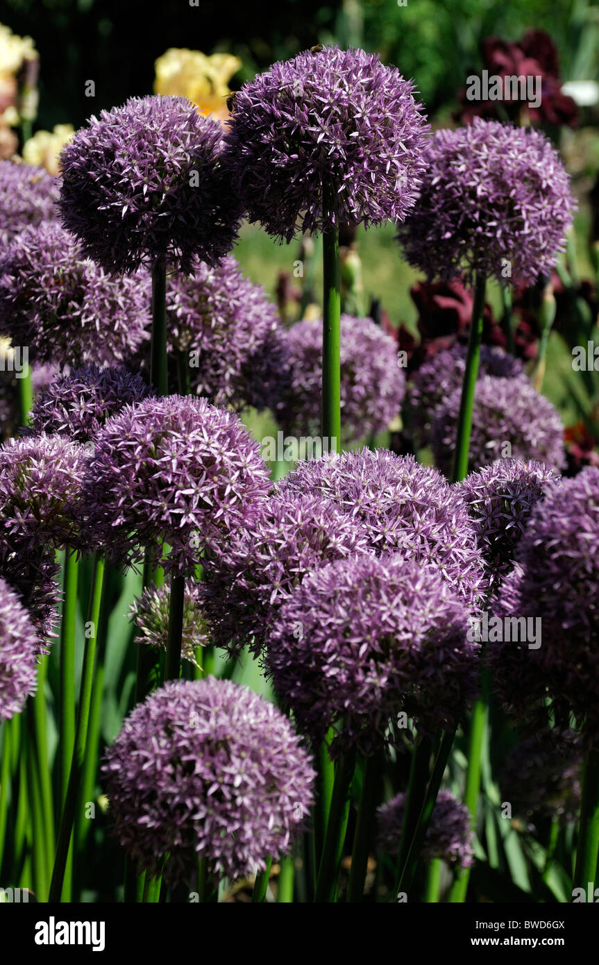 Globe shaped flower head hires stock photography and images Alamy