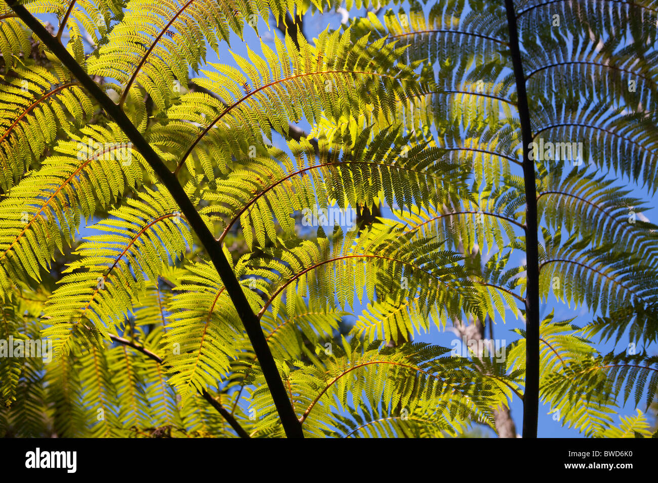 Fern new zealand hi-res stock photography and images - Alamy