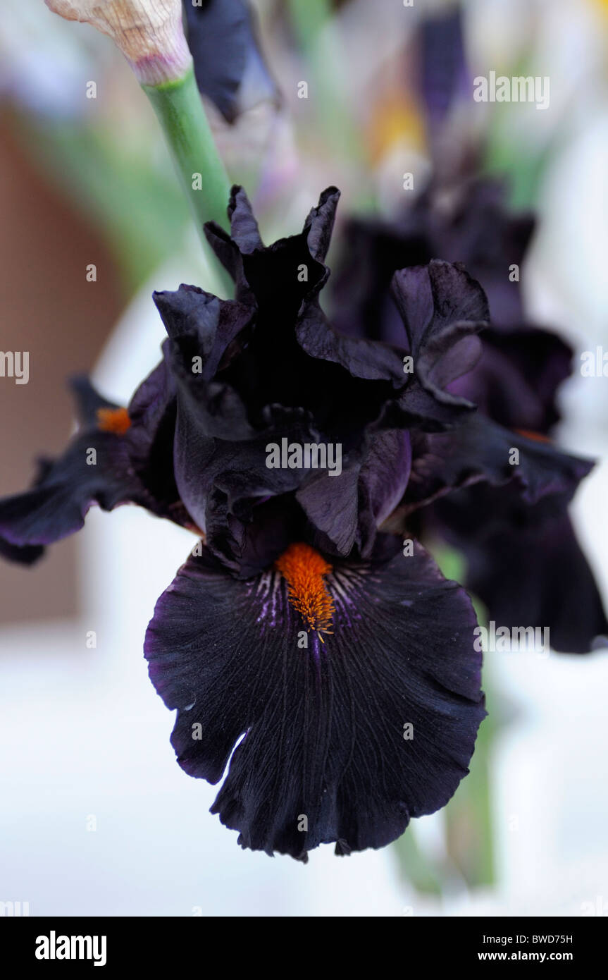 Black Iris High Resolution Stock Photography And Images Alamy