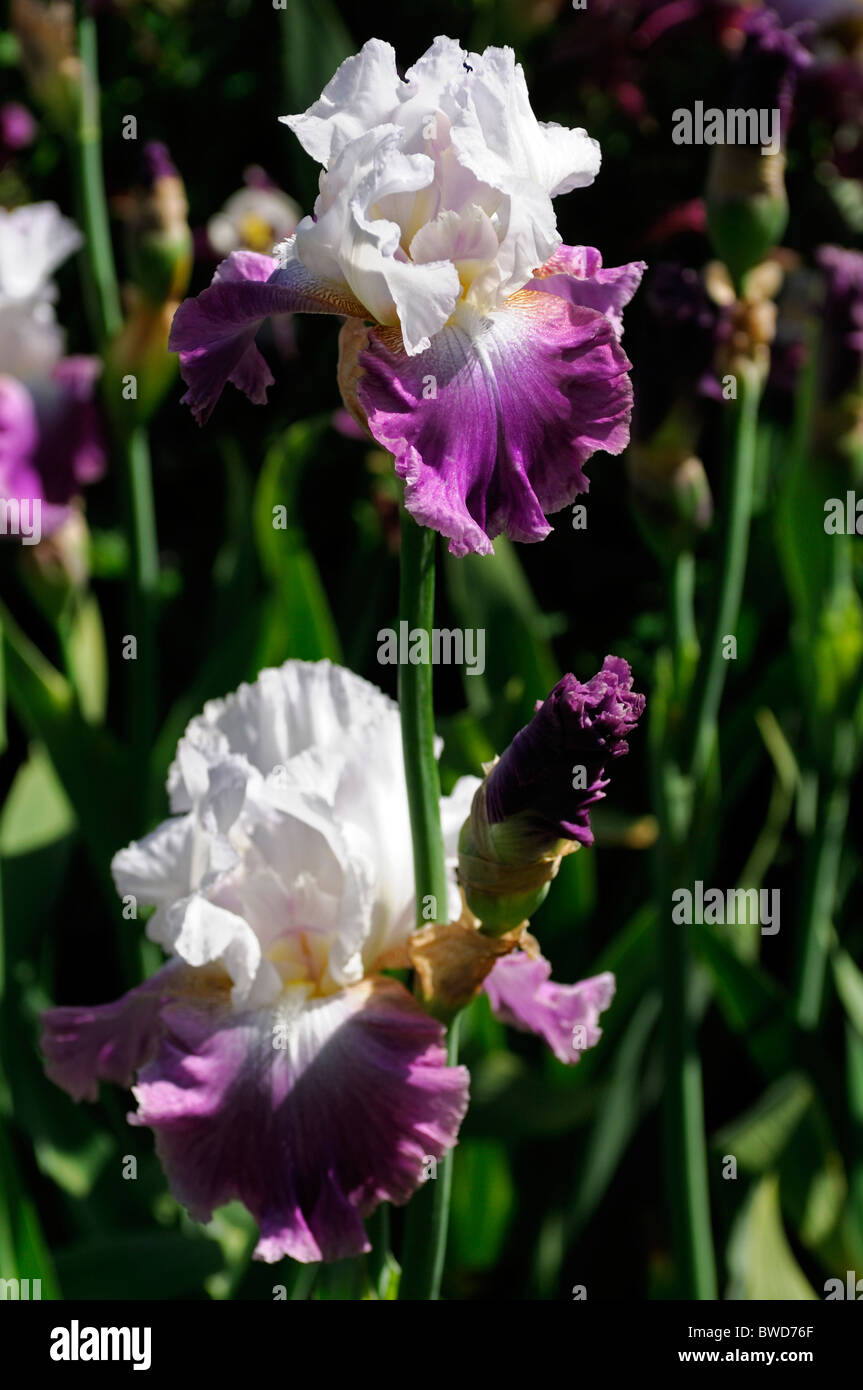 Rose Mauve Violet Lavender color colour flower bloom blossom bearded iris jazzed up perennial Stock Photo