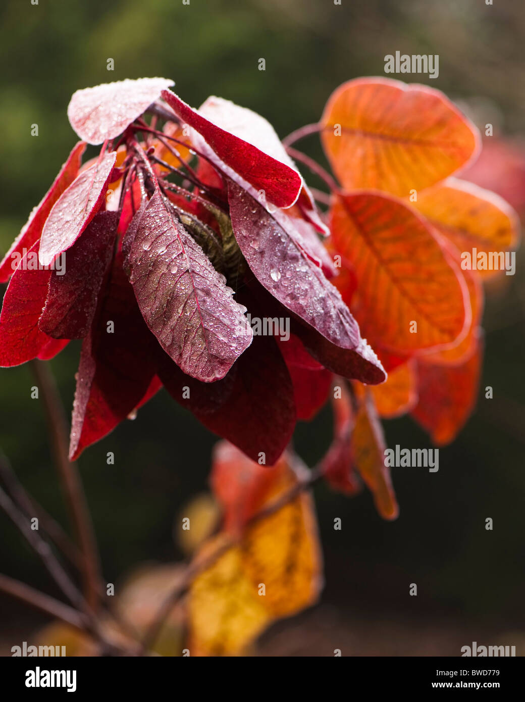 Frozen leaves of a Smoketree or Smoke Bush, Cotinus ‘Grace’ Stock Photo