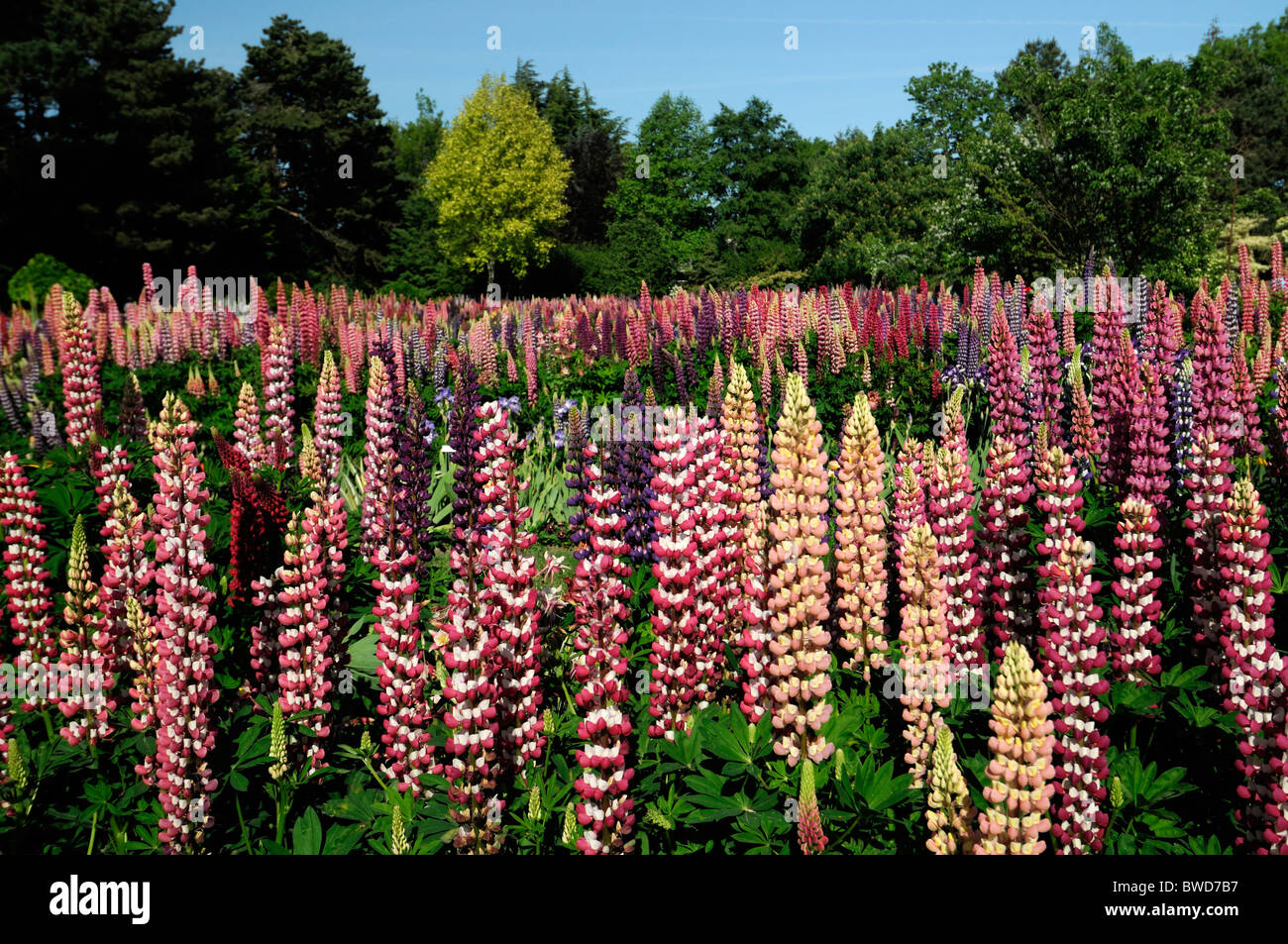 mixed herbaceous perennial flower bed border garden multi multiple color colors summer colorful colourful lupin bearded iris Stock Photo