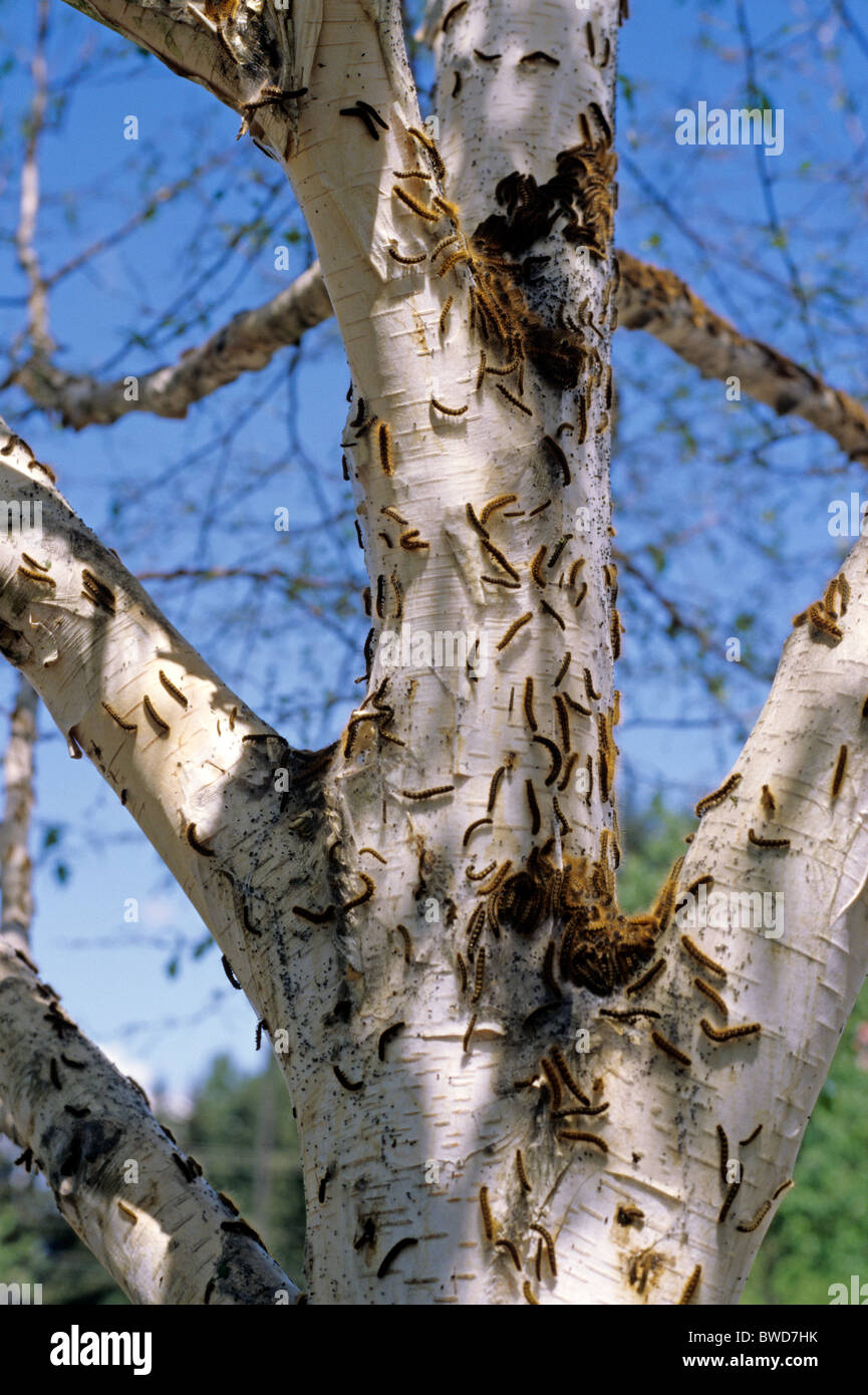 Tent caterpillars climbing on and eating bark of a Birch tree Stock Photo
