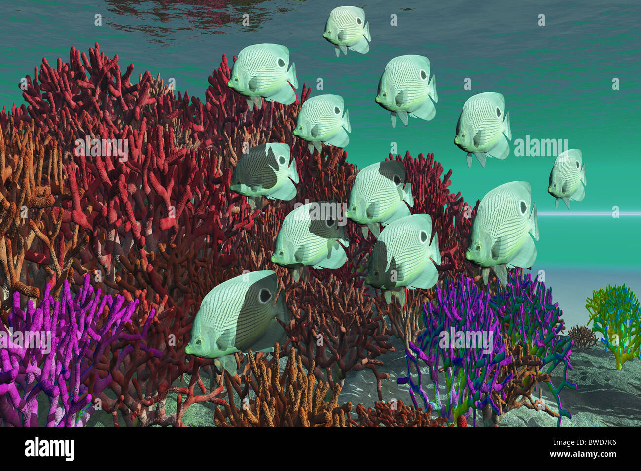 Coral Reef - A school of butterfly fish swim over colorful coral Stock ...
