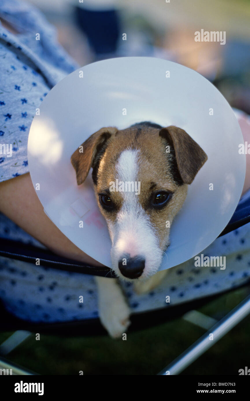 Jack Russell Terrier with medical collar around neck for protection Bothell Washington State USA