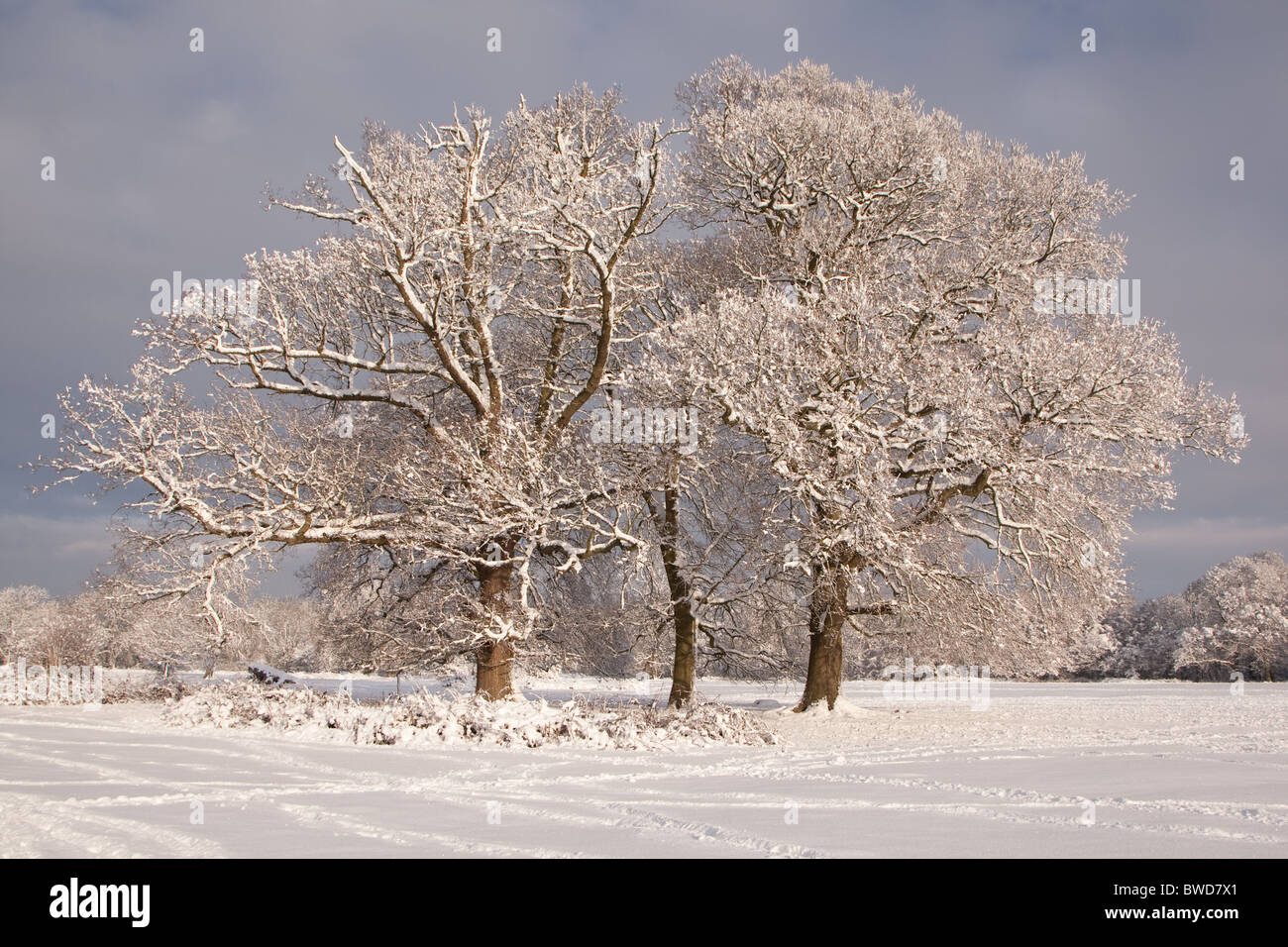 Snowy wintry scene at Denne Park on the edge of Horsham in West Sussex Stock Photo