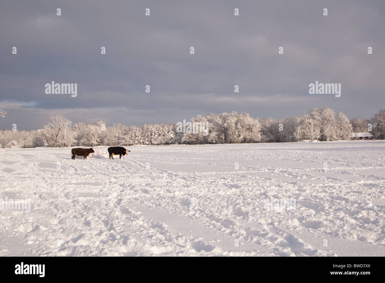 Snowy wintry scene at Denne Park on the edge of Horsham in West Sussex Stock Photo