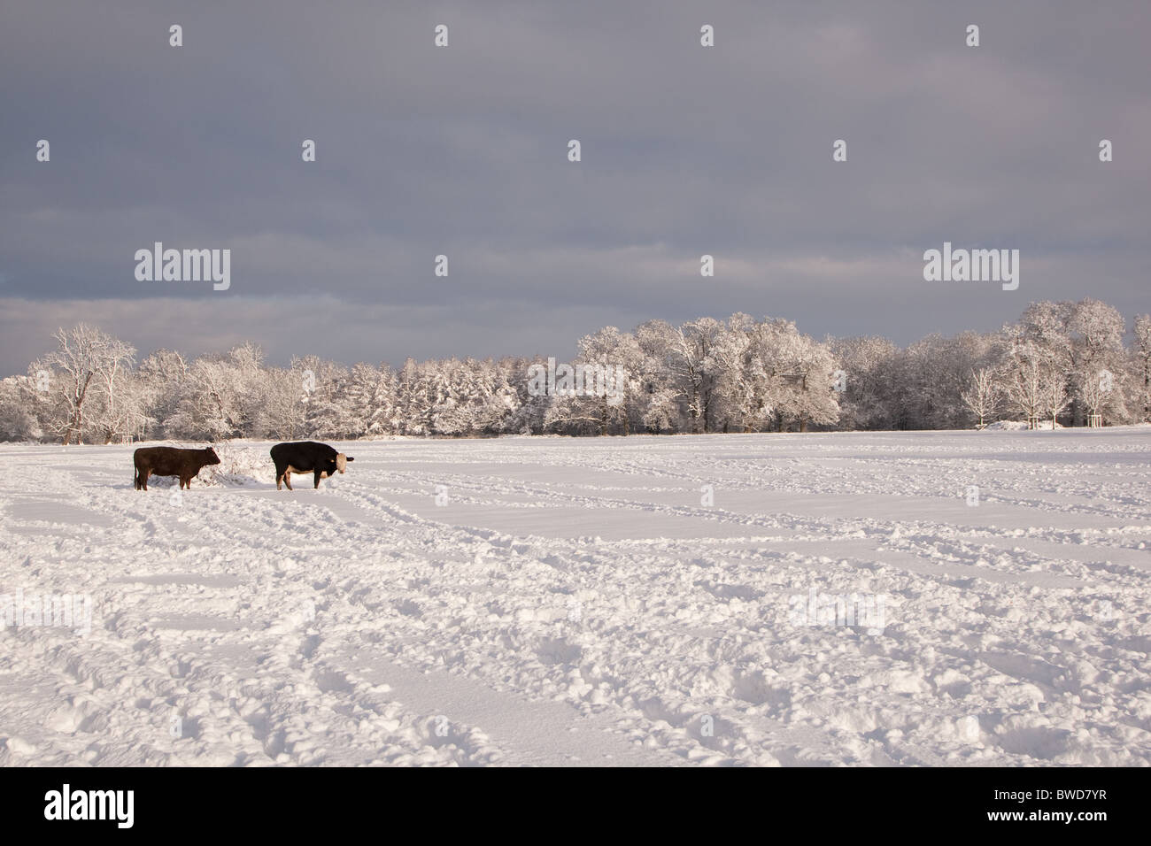 Snowy wintry scene at Denne Park on the edge of Horsham in West Sussex Stock Photo