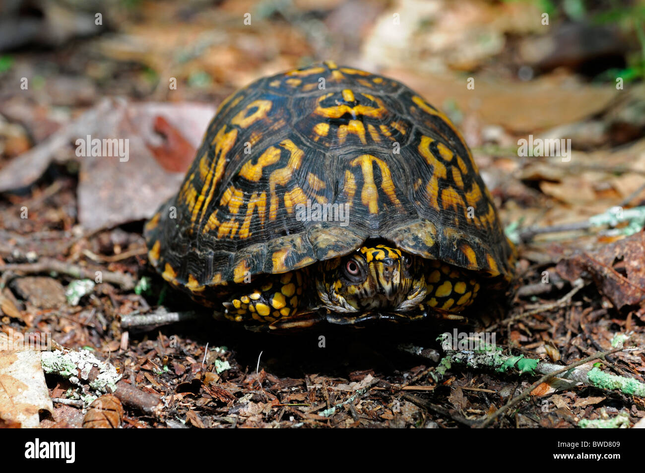 Eastern box turtle Terrapene carolina kentucky USA Stock Photo Alamy