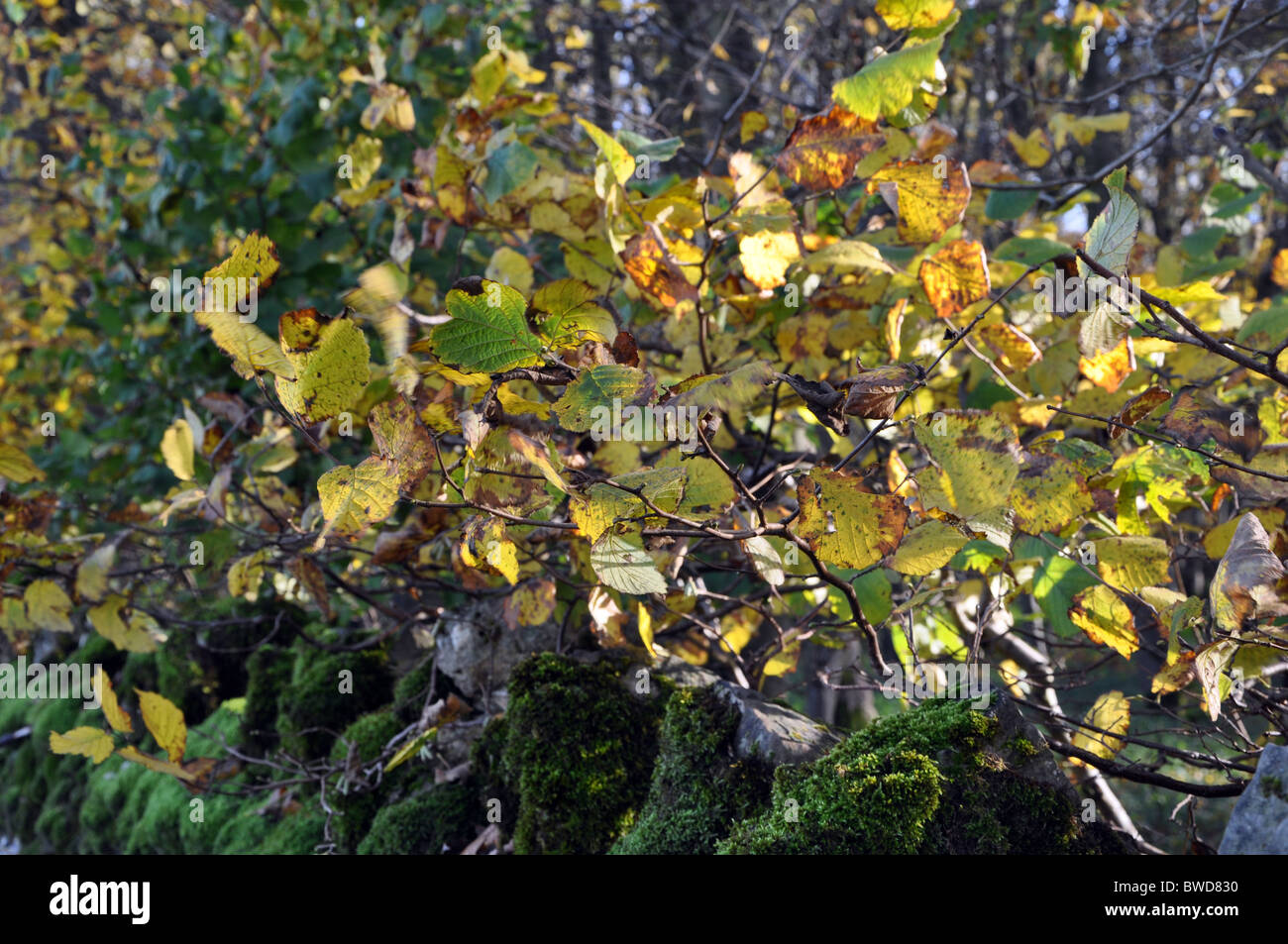 small leaved lime tree leaves changing colour in Autumn moving gently in the wind england,uk Stock Photo
