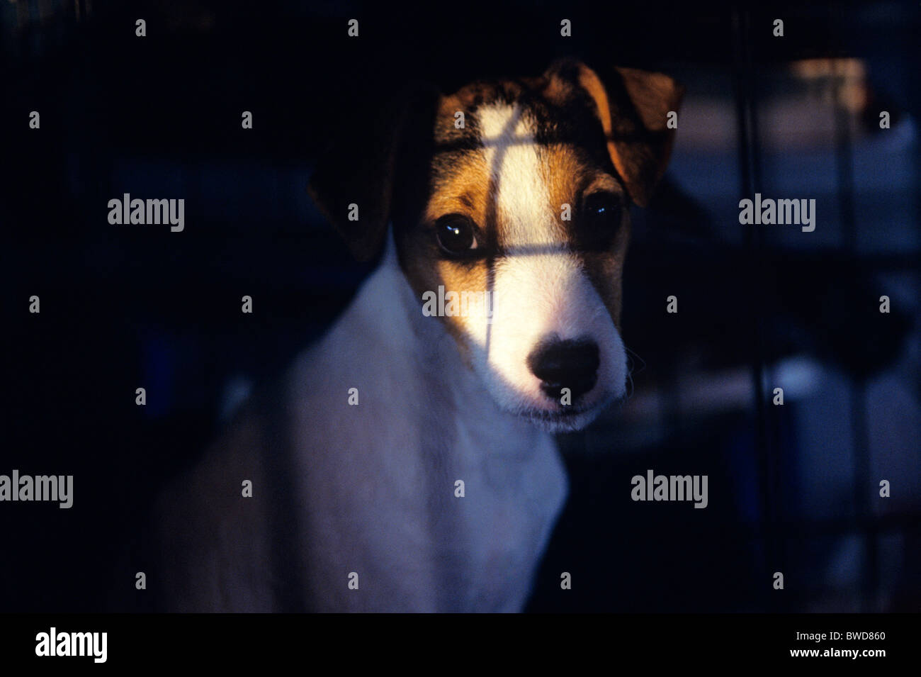Jack Russell Terrier alertly looking at camera with sad expression on face sitting in a cage Stock Photo