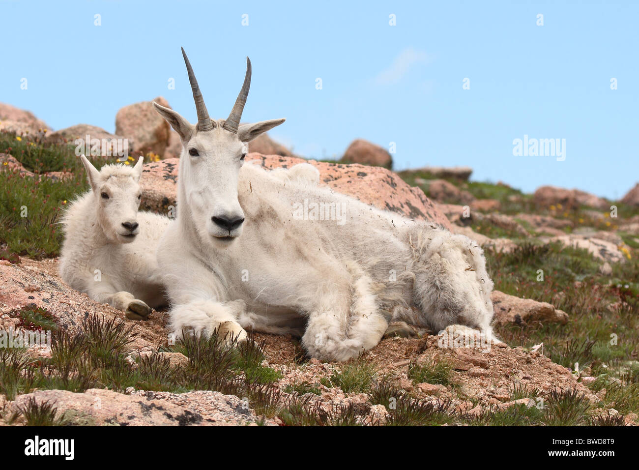 A Mountain Goat mother and kid Stock Photo - Alamy