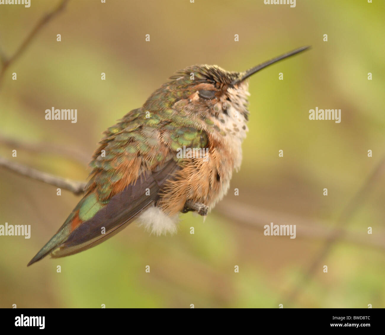 A female Rufous Hummingbird sleeping on a perch. Stock Photo