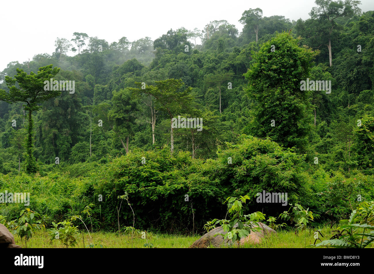 Wallpaper rainforest hi-res stock photography and images - Alamy
