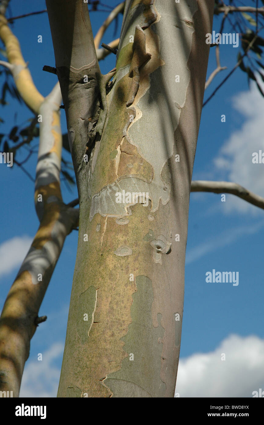 Eucalyptus bark hires stock photography and images Alamy