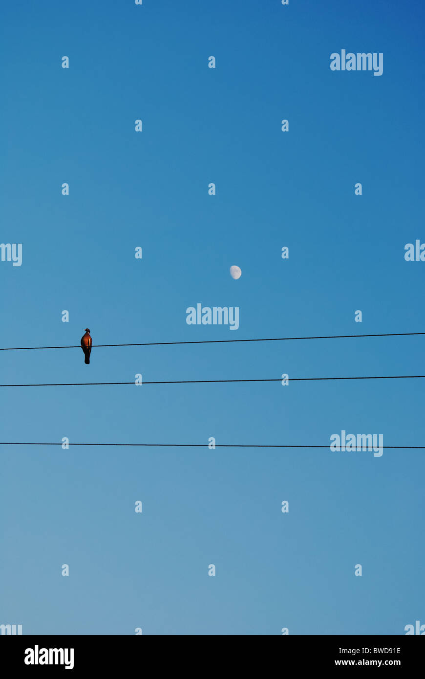 Birds on telephone wires hires stock photography and images Alamy