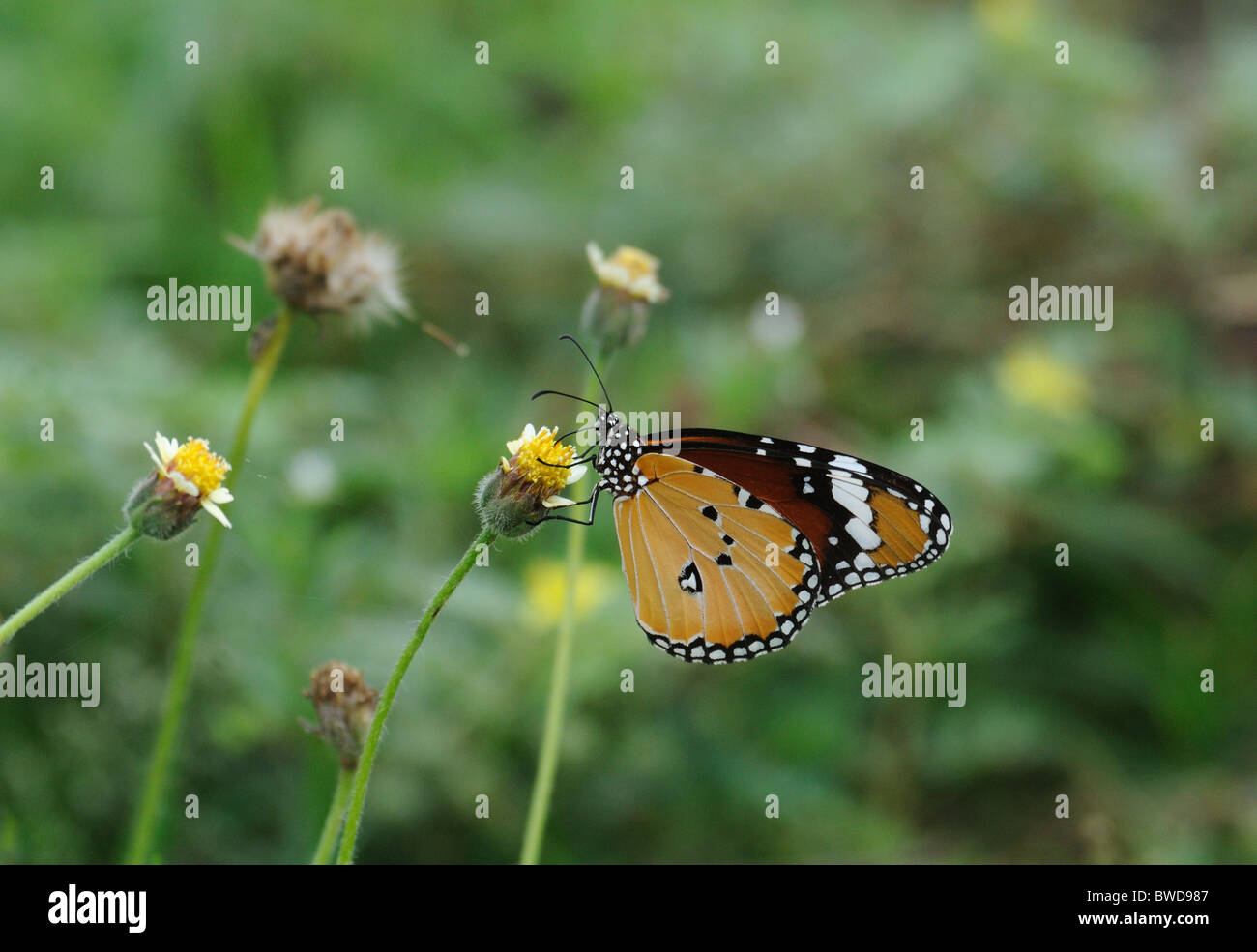 Butterfly taking honey from flower Stock Photo Alamy