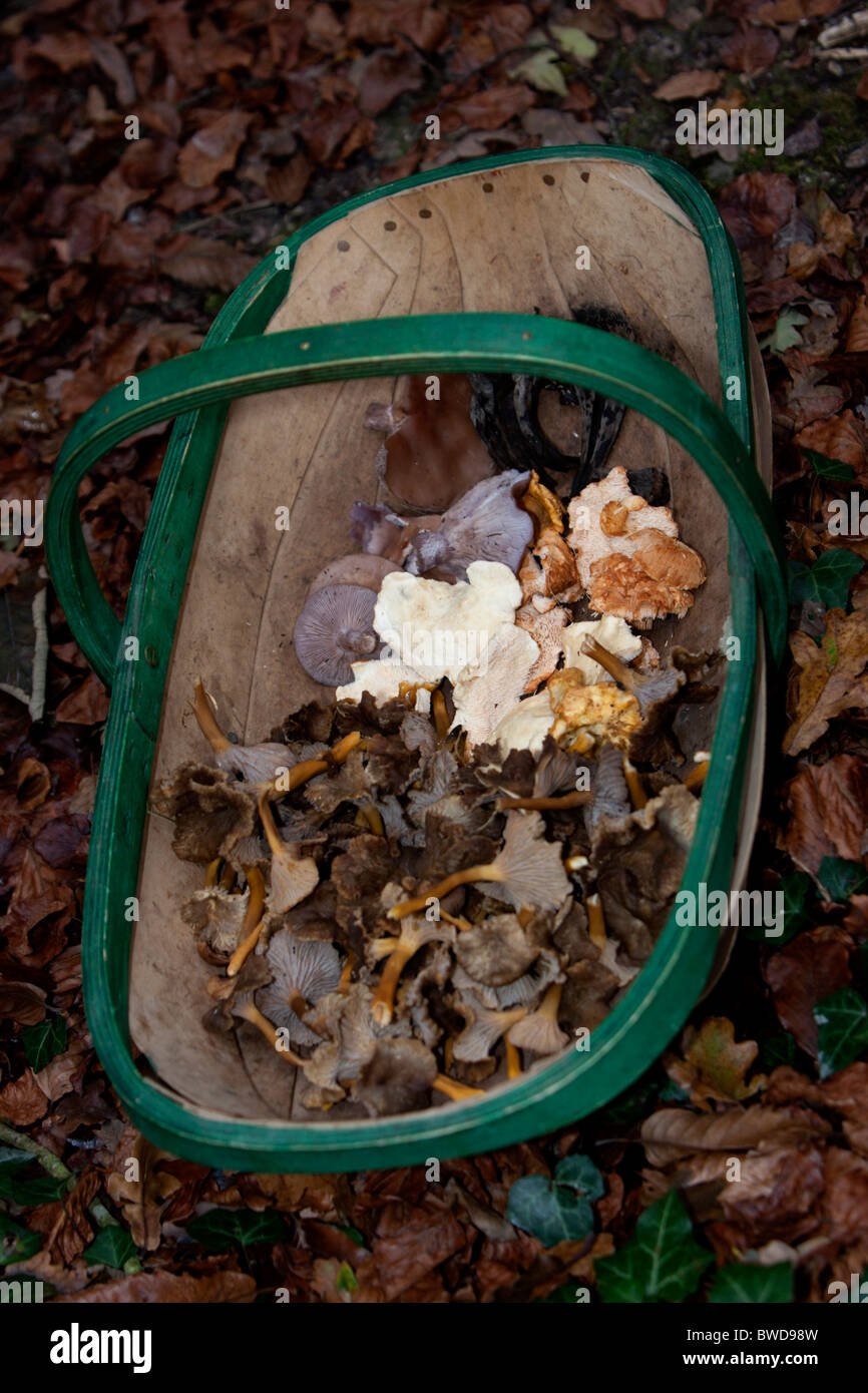 A basket of mushrooms in a forest in Hampshire, UK. Stock Photo