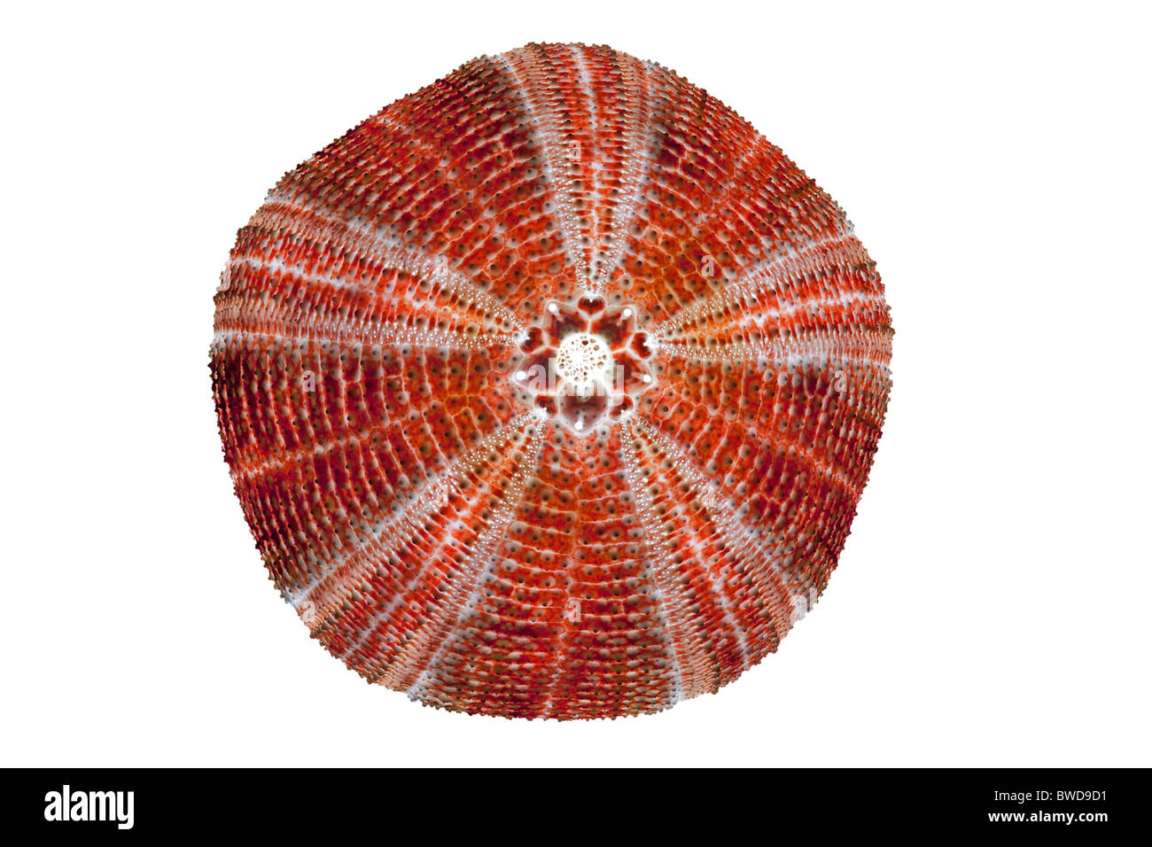 The calcareous skeleton of a common Sea Urchin shell, photographed in