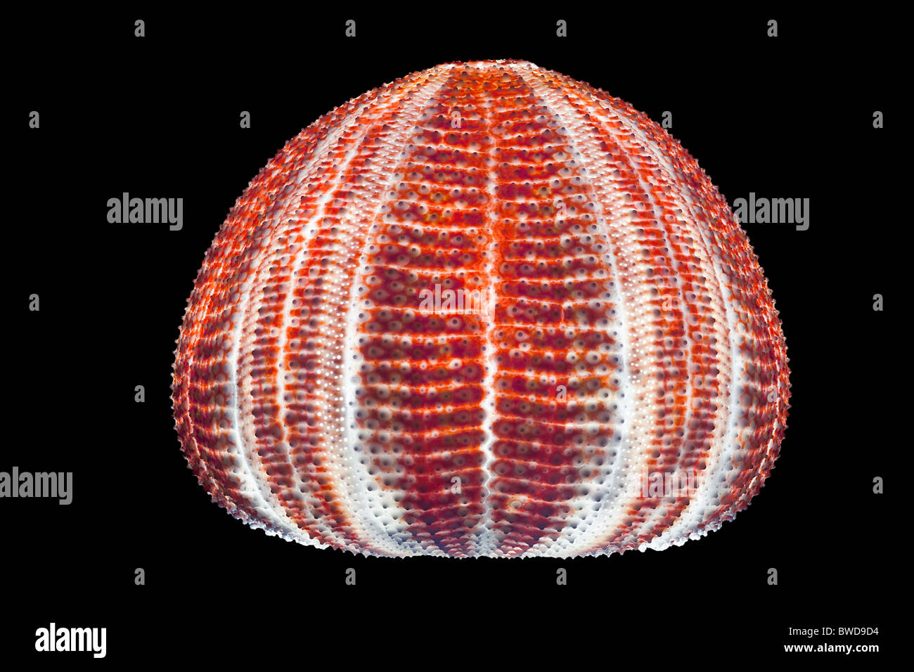 The calcareous  skeleton of a common Sea Urchin shell, photographed in the studio. Coquille d'oursin photographiée en studio. Stock Photo