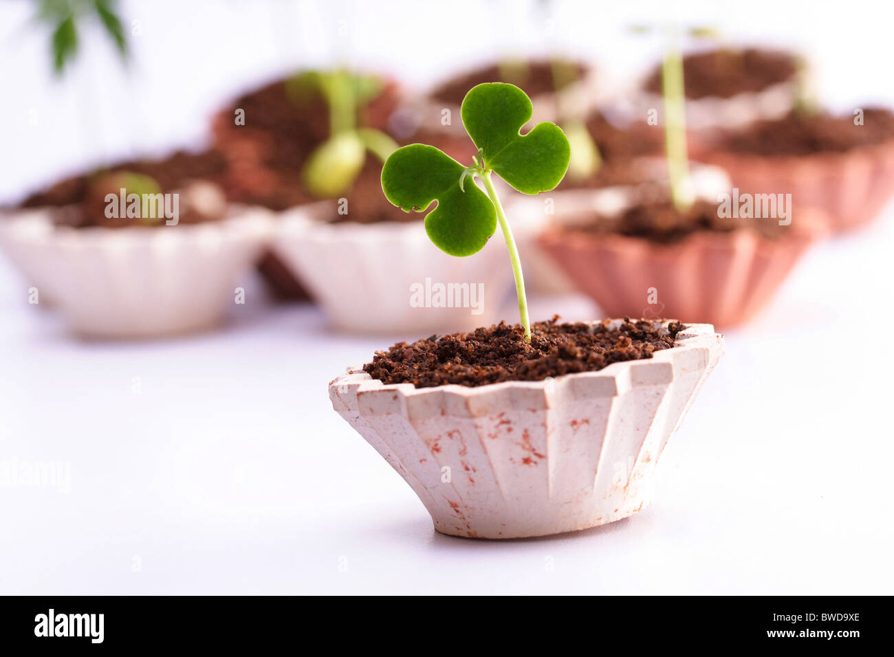 Baby plantNew life Stock Photo Alamy