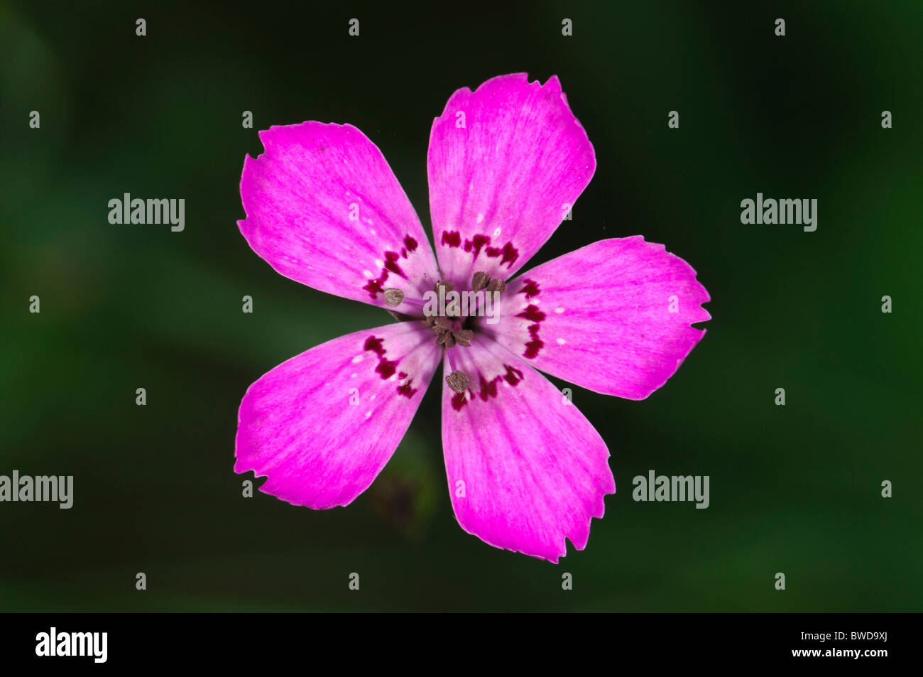 Maiden Pink Dianthus deltoides flower Stock Photo