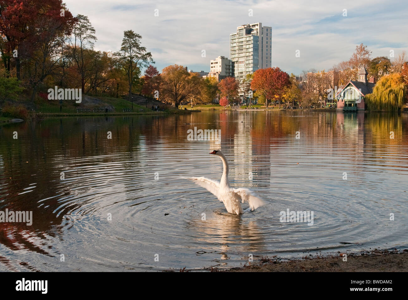 Mute Swan at the Harlem Meer in Central Park, New York City Stock Photo Alamy
