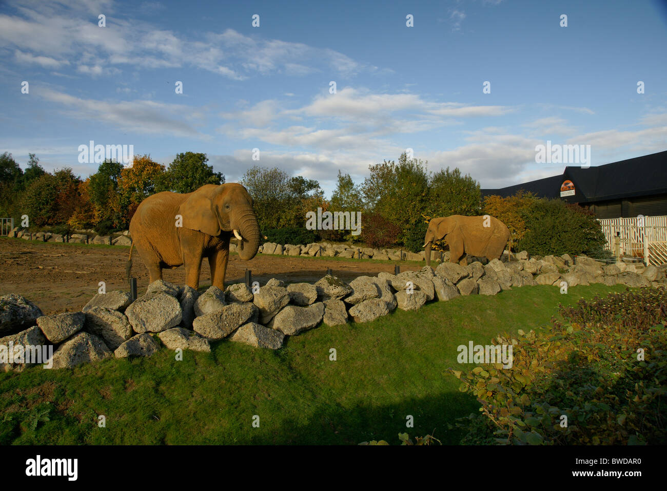 Colchester zoo hi-res stock photography and images - Alamy