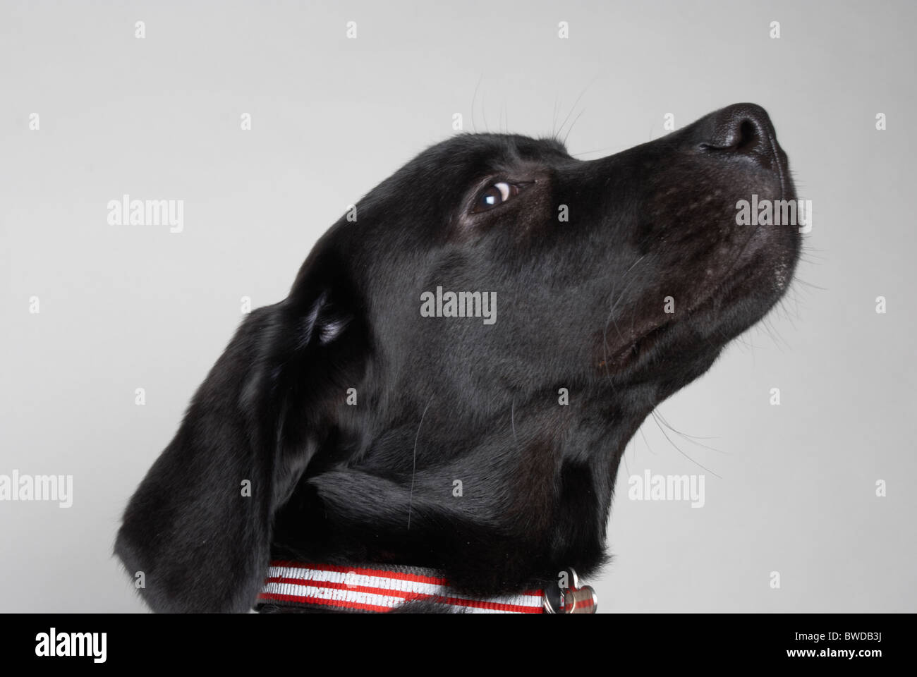 Smooth haired Labrador retriever called Boo (18 weeks old Stock Photo