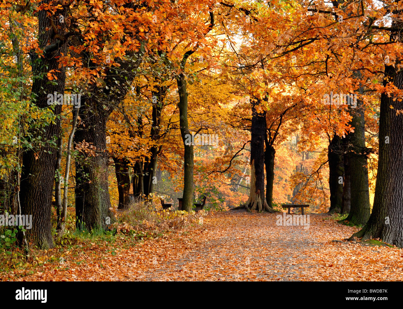 an autumnal forest Stock Photo - Alamy