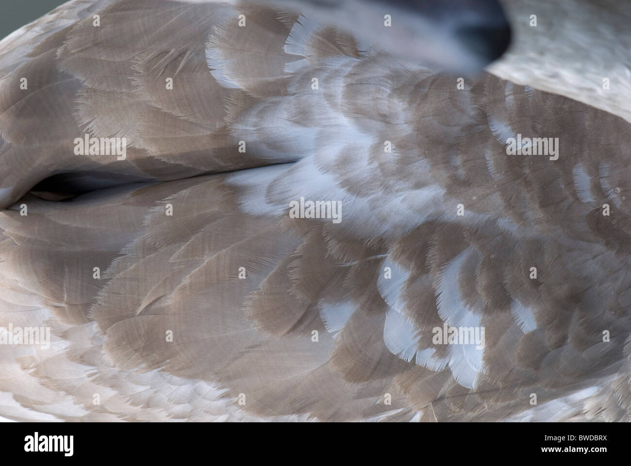 Swan feathers Stock Photo