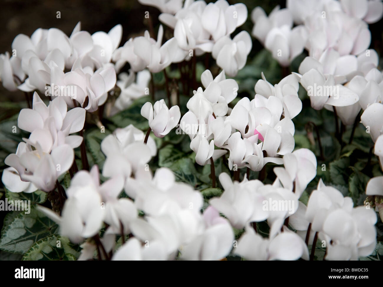 White cyclamen in Garden Stock Photo