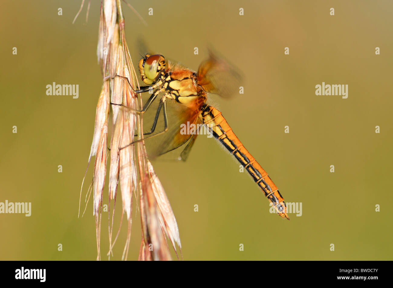 Sympetrum flaveolum hi-res stock photography and images - Alamy